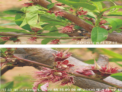 奎屯噻苯隆介绍叶面肥什么时候使用较好